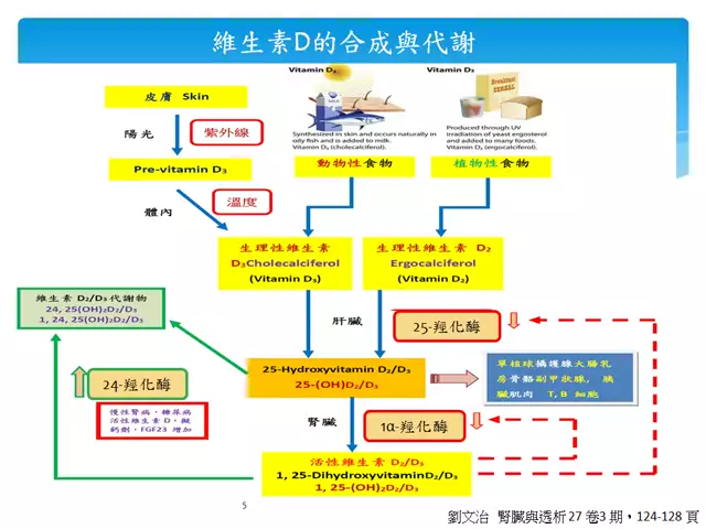 113.03.25-維生素D的功用