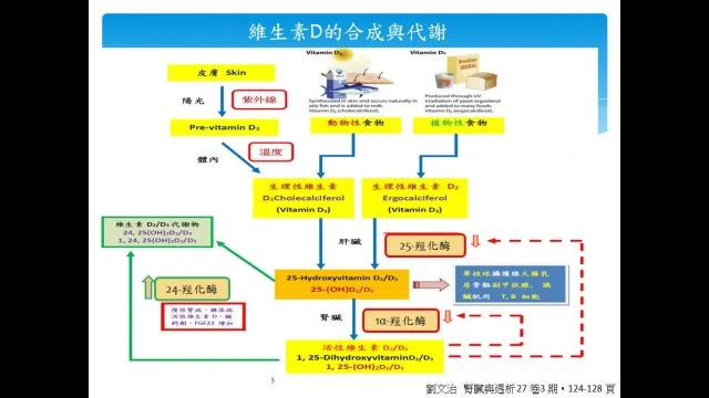113.03.25-維生素D的功用